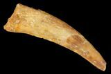 Fossil Pterosaur (Siroccopteryx) Tooth - Morocco #145793-1